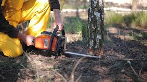 How Our Tree Care Process Works  in  Gotha, FL