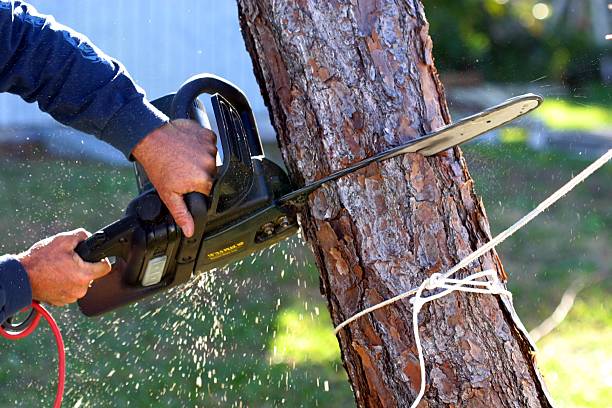 Leaf Removal in Gotha, FL